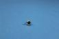 Preview: Recessed oval head sheet metal screw ST4,8x19 BMW E3 E9 E10 E23 E24 E26 E30 E36 Z3 M1