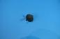 Preview: Spreizniet L=15mm SCHWARZ BMW E32 E34 E36 E38 E39 E46 E52 E81 E82 E83 E87 E88 Z1 Z3