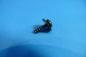 Preview: Linsenschraube L=12mm BMW 3er 7er E36 E46 E65 E66 E67 E68