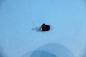 Preview: Bulb 12V 1,2W instrument lighting etc. BMW E23 E24 E28 E30 E32 E34